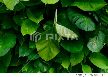 abstract stunning green leaf texture, tropical leaf foliage nature green background abstract stunning green leaf texture, tropical leaf foliage nature green background 92880916