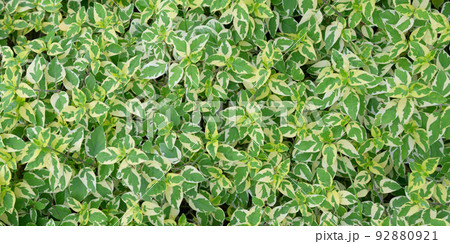 abstract stunning green leaf texture, tropical leaf foliage nature dark green background 92880921