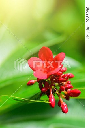 Concept nature view of green foliage on blurred greenery background 92880964
