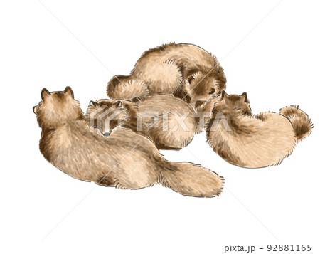 群れ寝るタヌキ 92881165