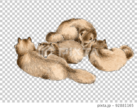 群れ寝るタヌキ 92881165
