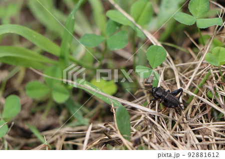 黒色のコオロギ 黒色のコオロギ 92881612