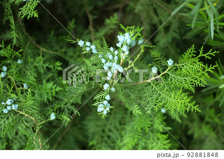 Thuja branches with cones close up background. 92881848