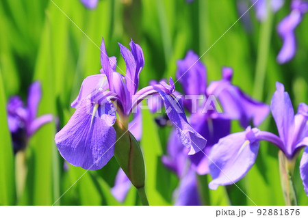 カキツバタ 水辺のカキツバタ カキツバタの花 カキツバタ 水辺のカキツバタ カキツバタの花 92881876