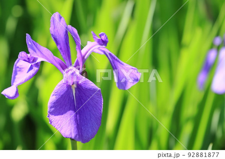 カキツバタ 水辺のカキツバタ カキツバタの花 カキツバタ 水辺のカキツバタ カキツバタの花 92881877