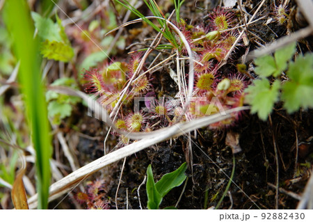 群馬県赤城山　小沼湖畔の水辺に生息している食虫植物のモウセンゴケ　2022年6月3日 92882430