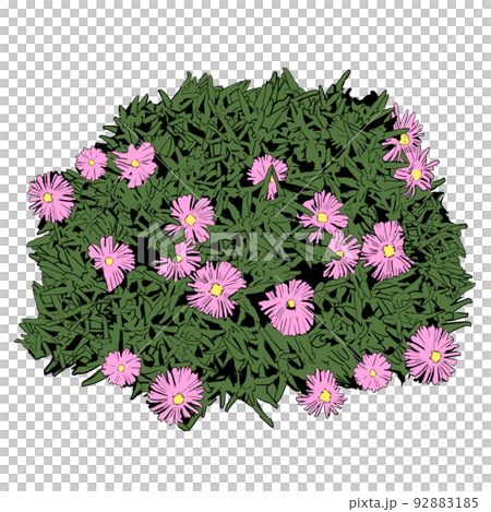 Illustration of matsuba chrysanthemum Illustration of matsuba chrysanthemum 92883185