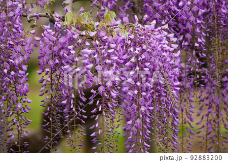 足利フラワーパーク　藤の花 92883200