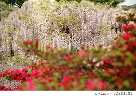 足利フラワーパーク 藤の花 足利フラワーパーク 藤の花 92883503