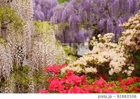 足利フラワーパーク　藤の花 92883506