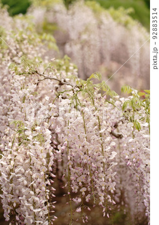 足利フラワーパーク　藤の花 92883514