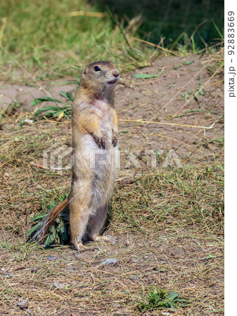 Gopher is standing on its hind legs  on the grassy field and looking around 92883669