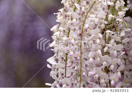 足利フラワーパーク　藤の花 92883933