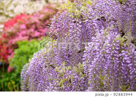 足利フラワーパーク　藤の花 92883944