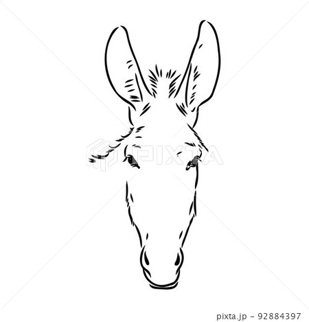 Vector illustration of hand drawn donkey, isolated on white background. Farm animals collection. Vector illustration of hand drawn donkey, isolated on white background. Farm animals collection. 92884397