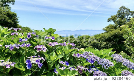 紫陽花［三ヶ根山あじさい園/愛知県東幡豆町］ 92884460