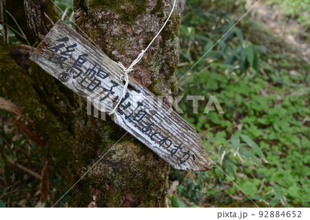烏帽子岳の景色 霧に霞む麓の広葉樹林帯に咲くタニウツギ 烏帽子岳の景色 霧に霞む麓の広葉樹林帯に咲くタニウツギ 92884652