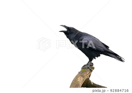 Common raven calling on branch isolated on white background 92884716