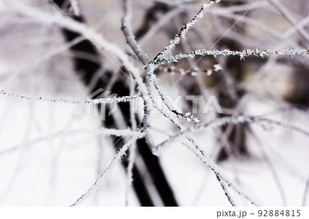 Tree branches covered with a thin layer of frost. Tree branches covered with a thin layer of frost. 92884815