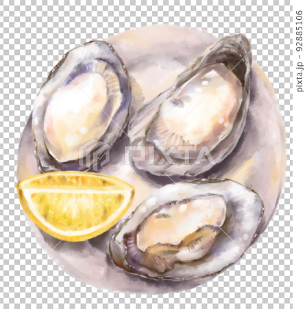 Fresh raw oyster watercolor painting seafood shellfish art illustration Fresh raw oyster watercolor painting seafood shellfish art illustration 92885106