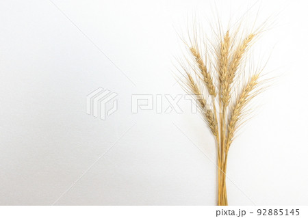 夏の収穫～小麦の穂　ユメチカラ 92885145