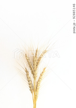 夏の収穫～小麦の穂　ユメチカラ 92885146