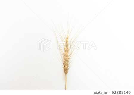 夏の収穫～小麦の穂　ユメチカラ 92885149