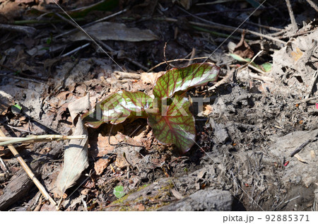 春のオオウバユリ 春のオオウバユリ 92885371