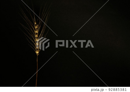夏の収穫～小麦の穂　ユメチカラ 92885381