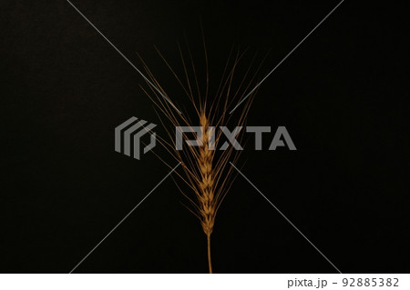 夏の収穫～小麦の穂　ユメチカラ 92885382