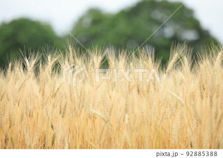 黄金の穂~収穫間際の小麦畑 黄金の穂~収穫間際の小麦畑 92885388