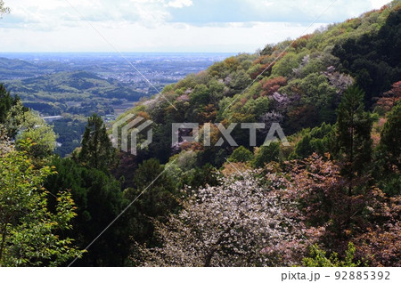 高峯の山道から見る山桜 92885392
