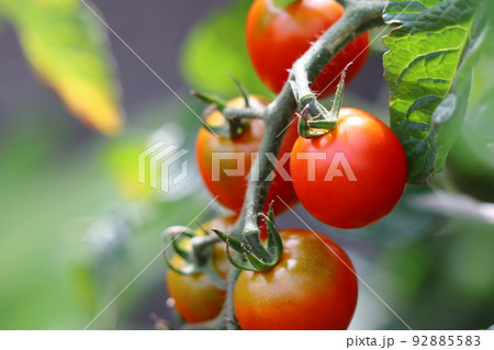 家庭菜園のミニトマト 家庭菜園のミニトマト 92885583