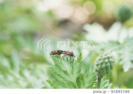 フクジュソウの葉の上で交尾をするマダラナガカメムシ 92885586