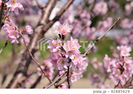 飛鳥川の藤原京大橋の桜並木（河津桜） 92885629