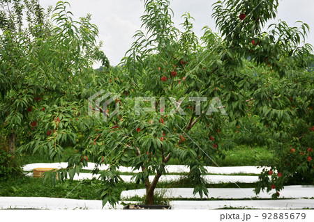 【長野県中野市】モモ畑 92885679
