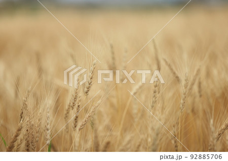 黄金の穂～収穫間際の小麦畑 92885706