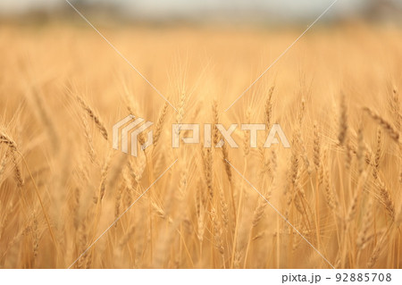 黄金の穂～収穫間際の小麦畑 92885708