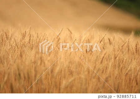 黄金の穂～収穫間際の小麦畑 92885711