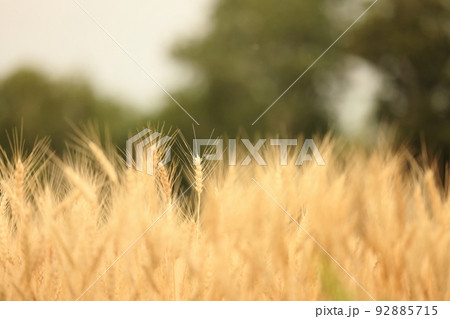 黄金の穂～収穫間際の小麦畑 92885715