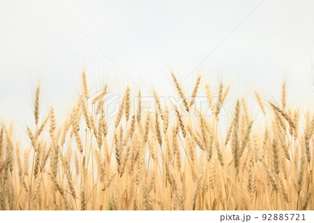 黄金の穂～収穫間際の小麦畑 92885721