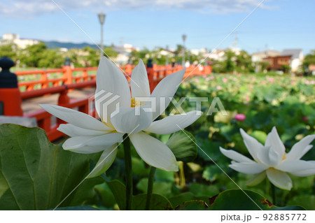 ハスの花 92885772