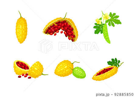 Momordica Charantia or Bitter Melon as Tropical Vine with Edible Fruit Vector Set 92885850