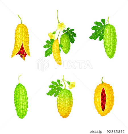Momordica Charantia or Bitter Melon as Tropical Vine with Edible Fruit Vector Set 92885852