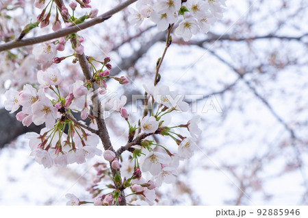 桜、兵庫県赤穂市、4月撮影 桜、兵庫県赤穂市、4月撮影 92885946