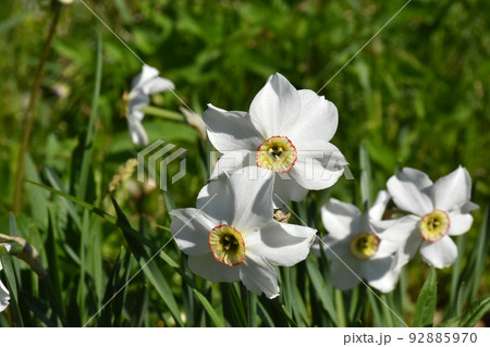 スイセンの花 スイセンの花 92885970
