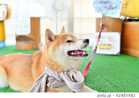 笑顔の柴犬 豆しばの横顔 笑顔の柴犬 豆しばの横顔 92885982