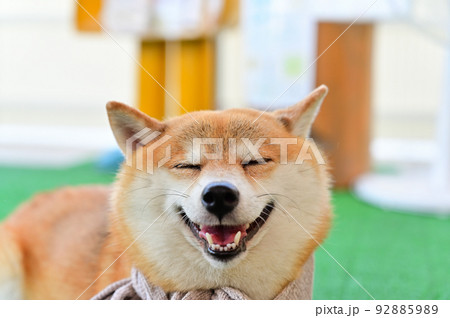 目を閉じて笑う柴犬のアップ　豆しば 92885989