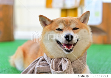 笑顔の柴犬　豆しば 92885991