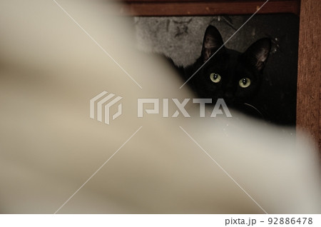 物蔭からそっと見つめる我が家の黒猫の姿 物蔭からそっと見つめる我が家の黒猫の姿 92886478
